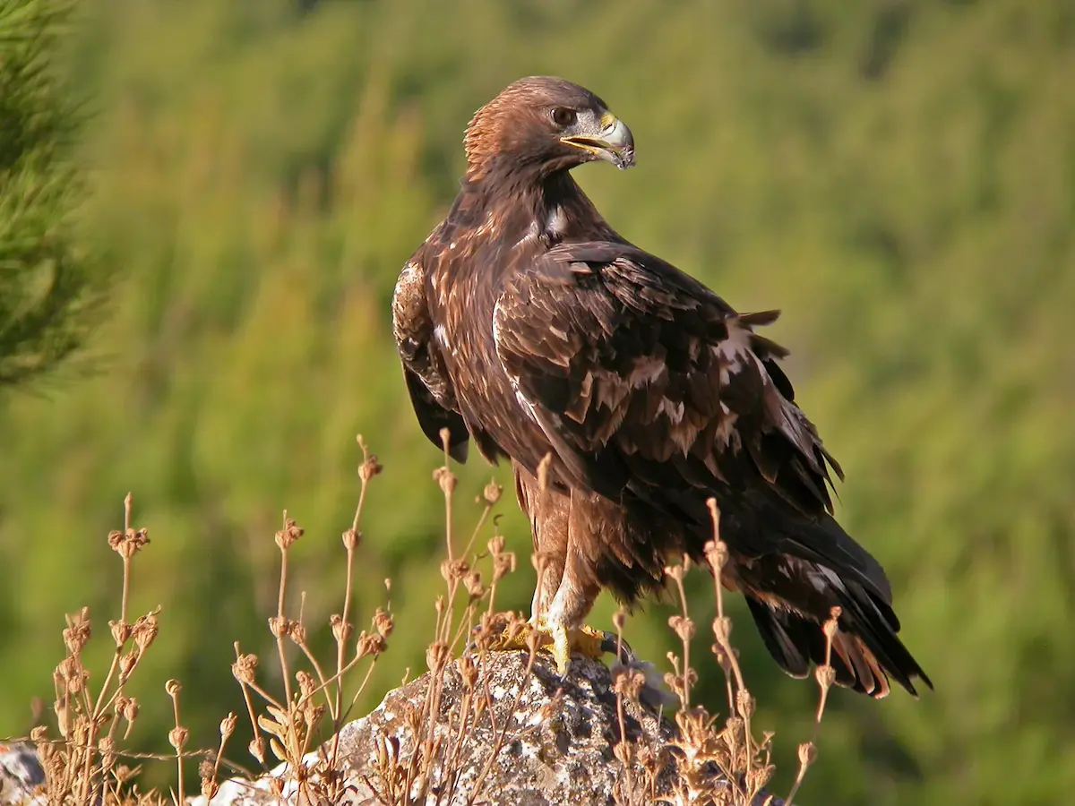El Águila Real, una de las especies de la maravillosa fauna del Torcal de Antequera