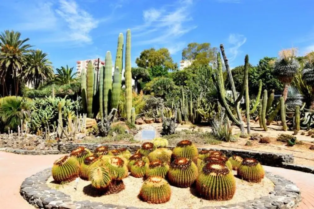 Kaktusområde i Parque de la Paloma