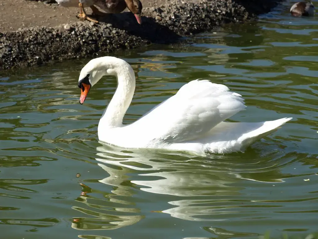 Espectacular cisne en el Parque de la Paloma de Benalmádena