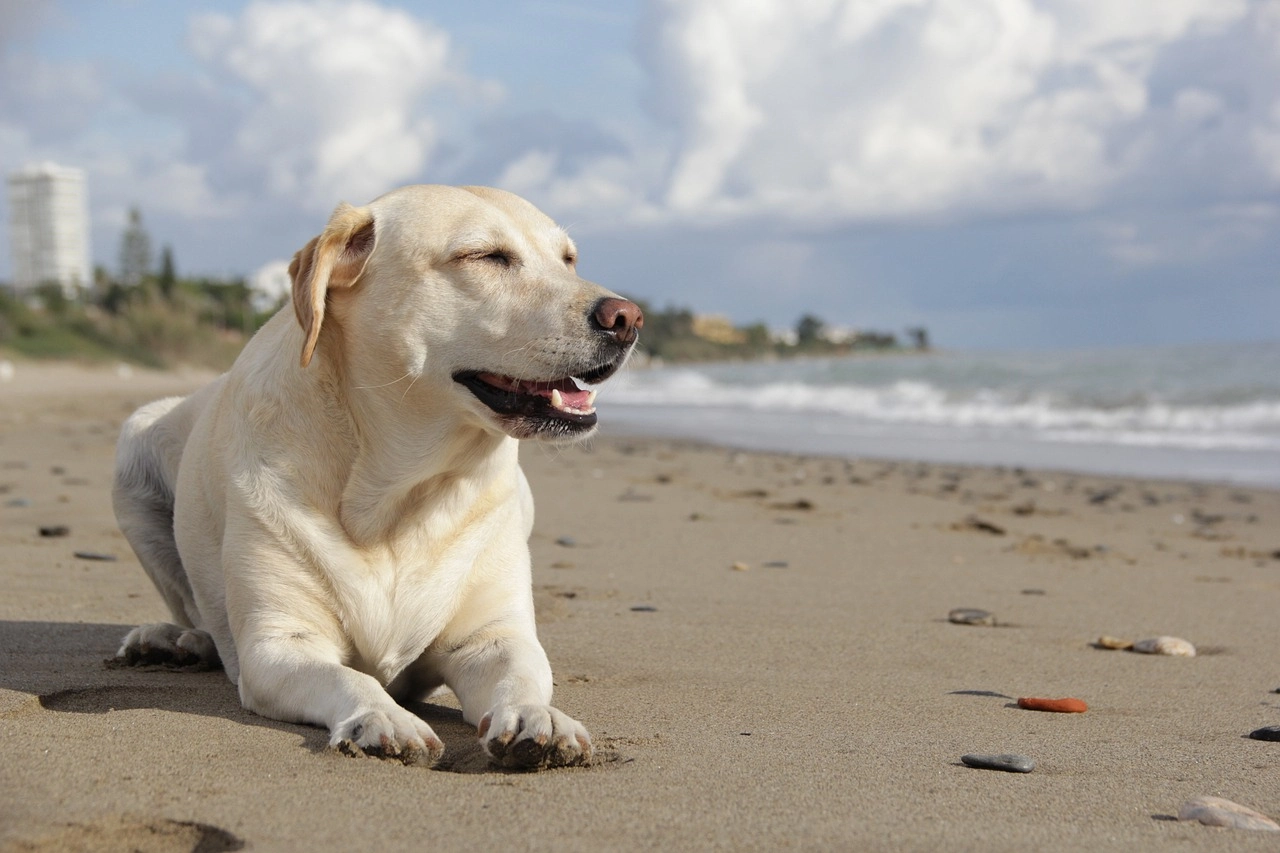 Disfruta de tus mascotas en la playa para perros